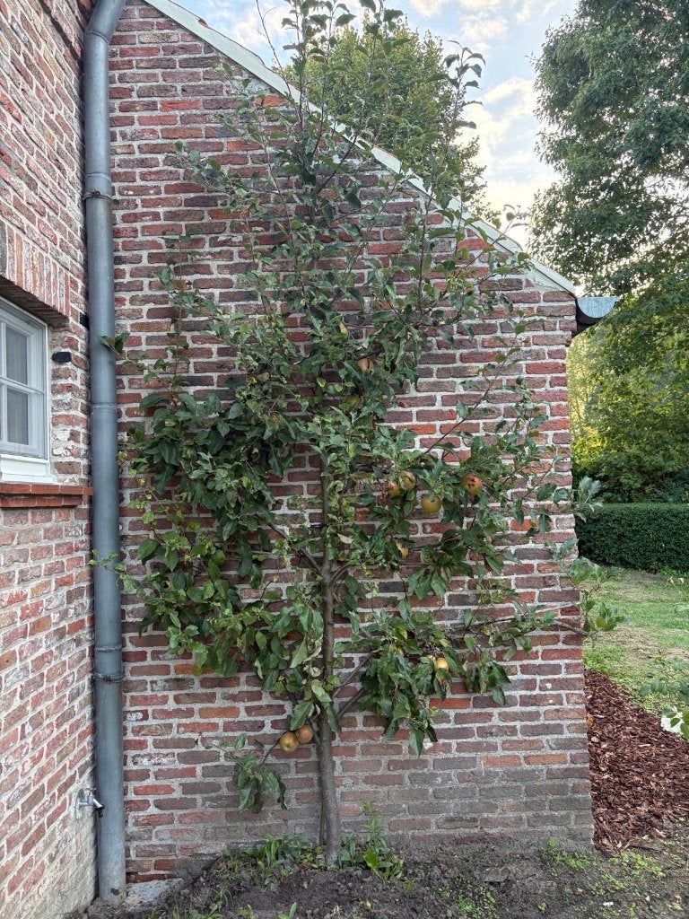Fruitbomen, Ophalen, 100 tot 250 cm, Volle zon