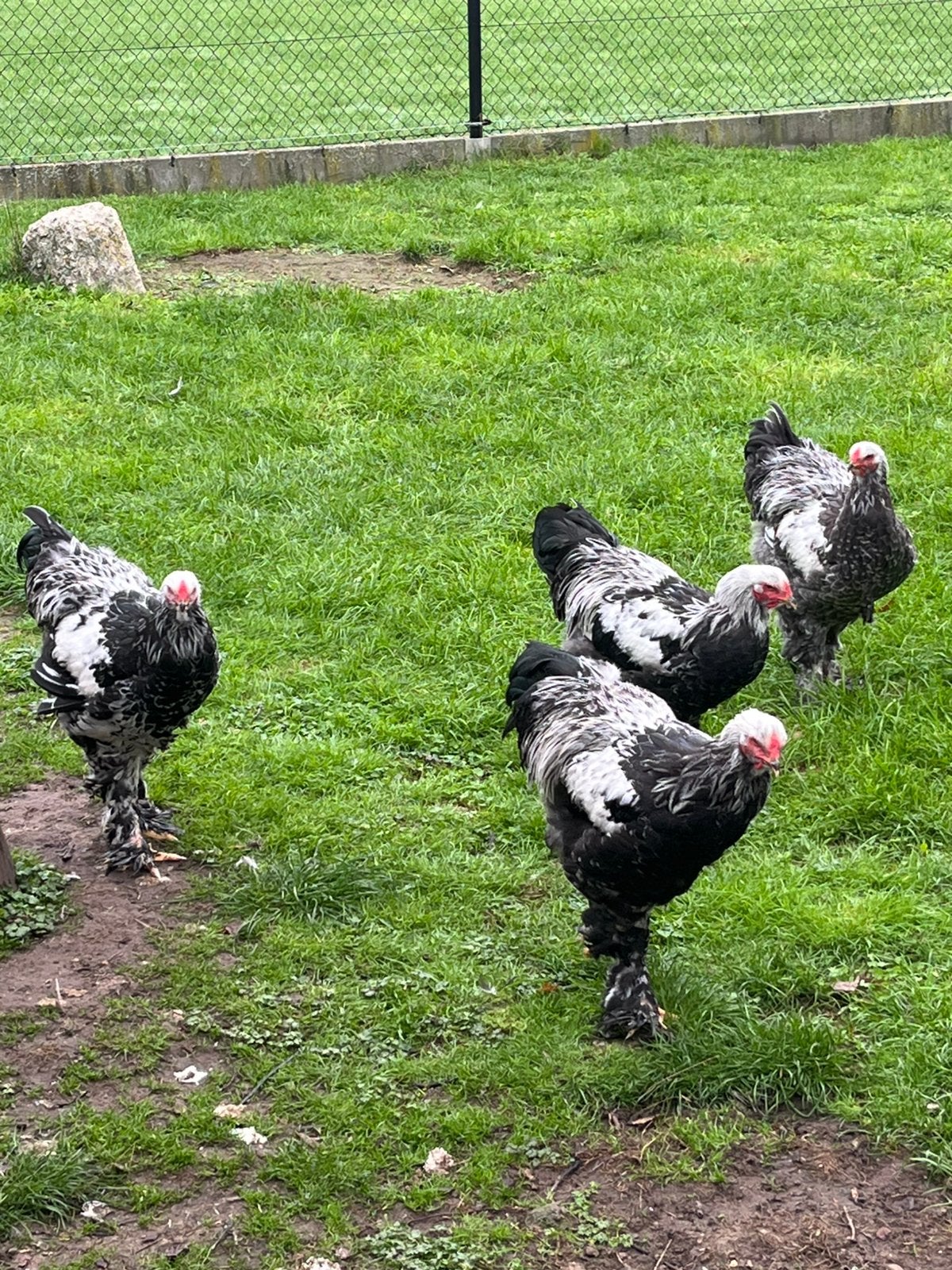 Brahma zilverpatrijs, Dieren en Toebehoren, Mannelijk, Kip