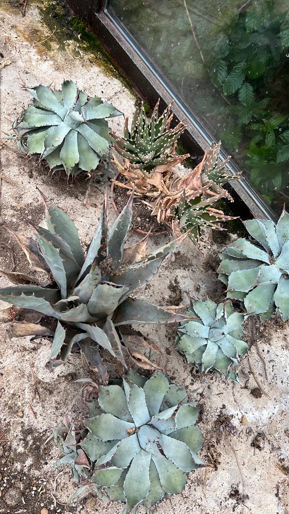 Cactussen, Tuin en Terras, Ophalen