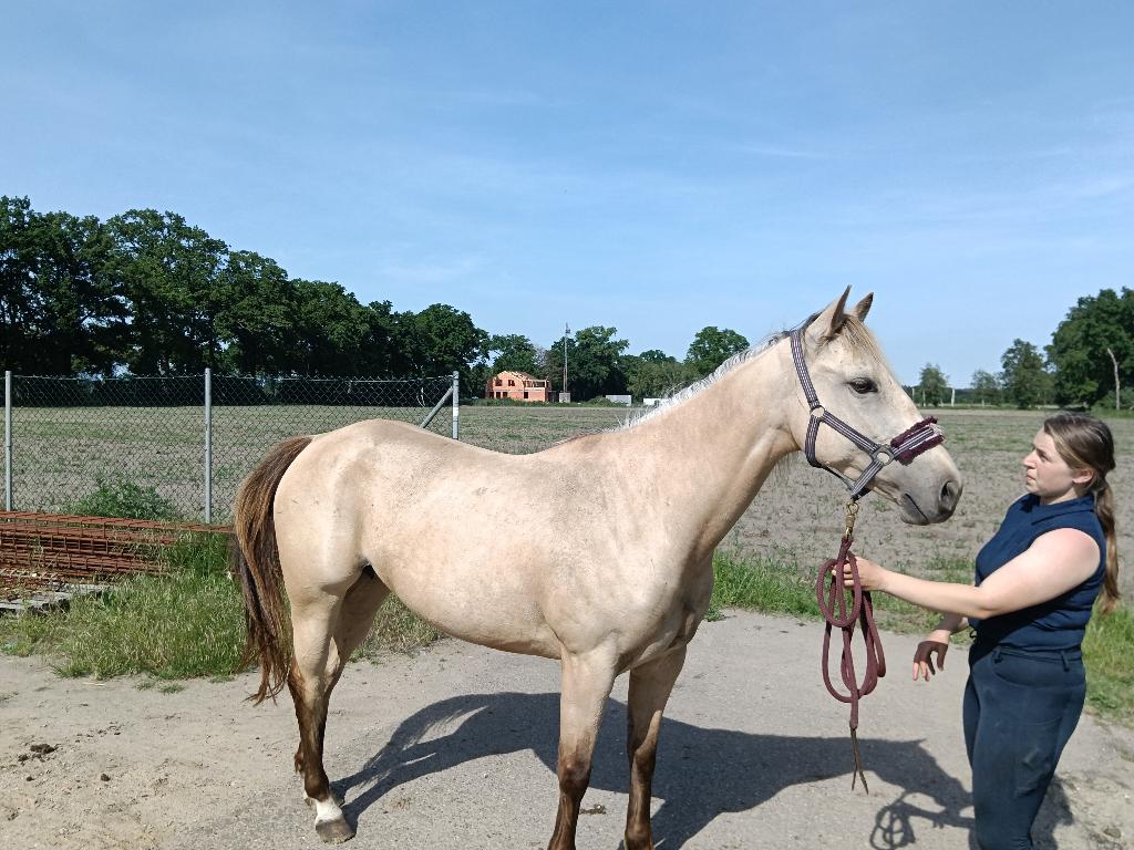 Prachtige Quarter Merrie, Dieren en Toebehoren, Paarden, Merrie, Zadelmak, Minder dan 160 cm, 7 tot 10 jaar, Westernpaard, Met stamboom