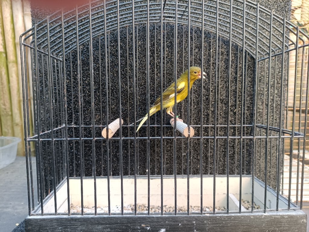 Raza Espanol, Animaux & Accessoires, Mâle, Canari chanteur