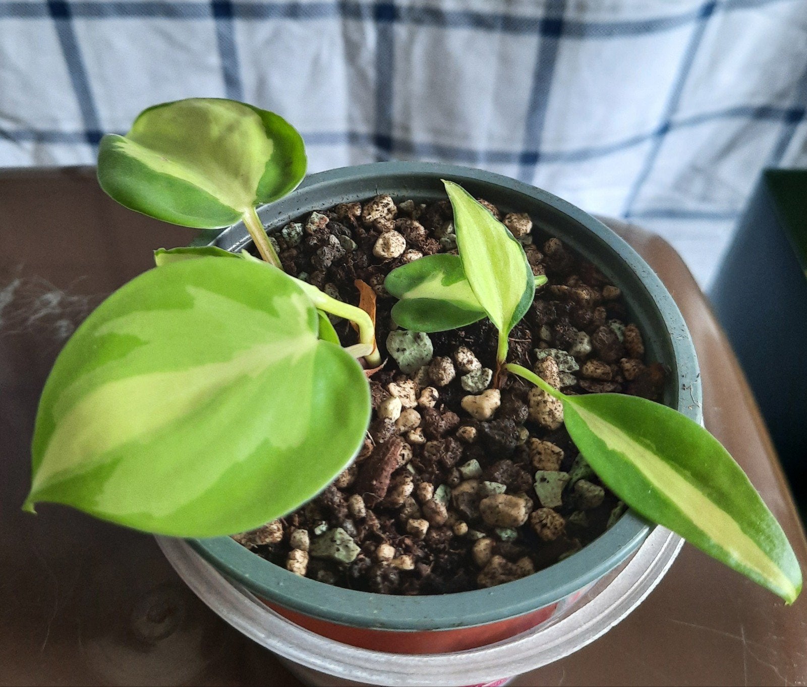 philodendron brasil stek, Huis en Inrichting, Kamerplanten, Ophalen, Overige soorten, Halfschaduw, In pot