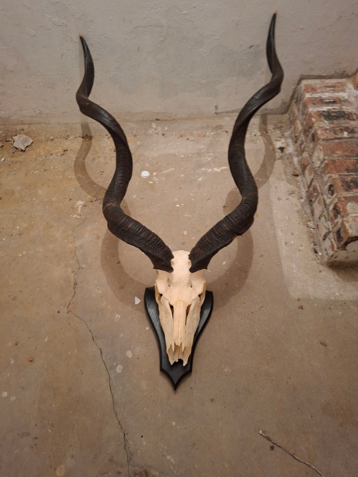 Kudu, edelhert en ree schedel, Enlèvement, Crâne