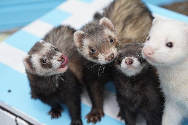Fretpup gezocht, Dieren en Toebehoren, April, Fret, Tam
