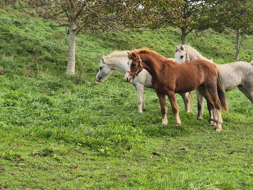 *** 2 Brave en mooie Welsh A (toekomstige kinder)ponies ***, Animaux & Accessoires, Avec pedigree, Poney B (1.17 m à 1.27 m), Poney de récréation