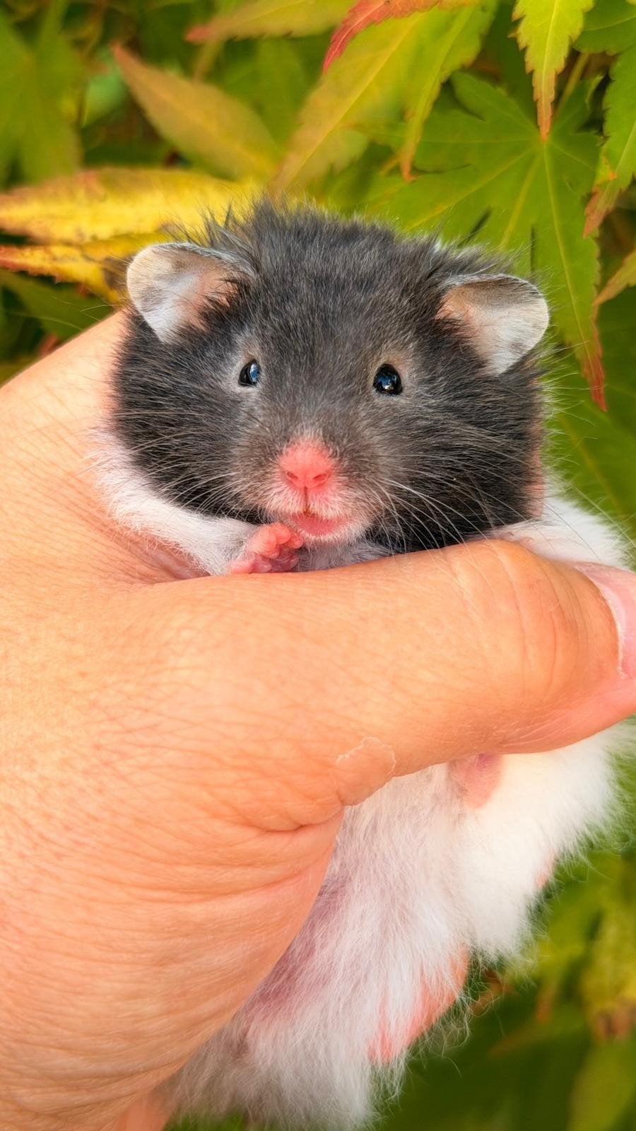 Goudhamster Syrische langharige hamster, Hamster, Mannelijk, Juli, Tam