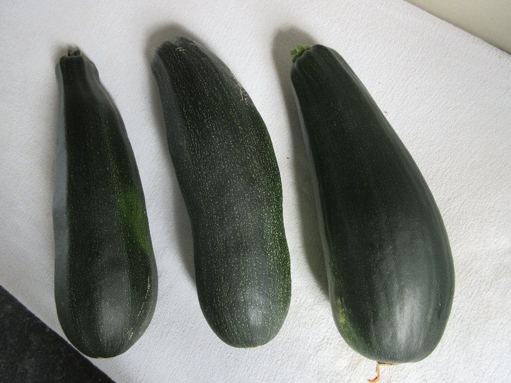 Courgettes de notre jardin n'ont jamais pulvérisées naturel, Divers, Produits alimentaires, Enlèvement