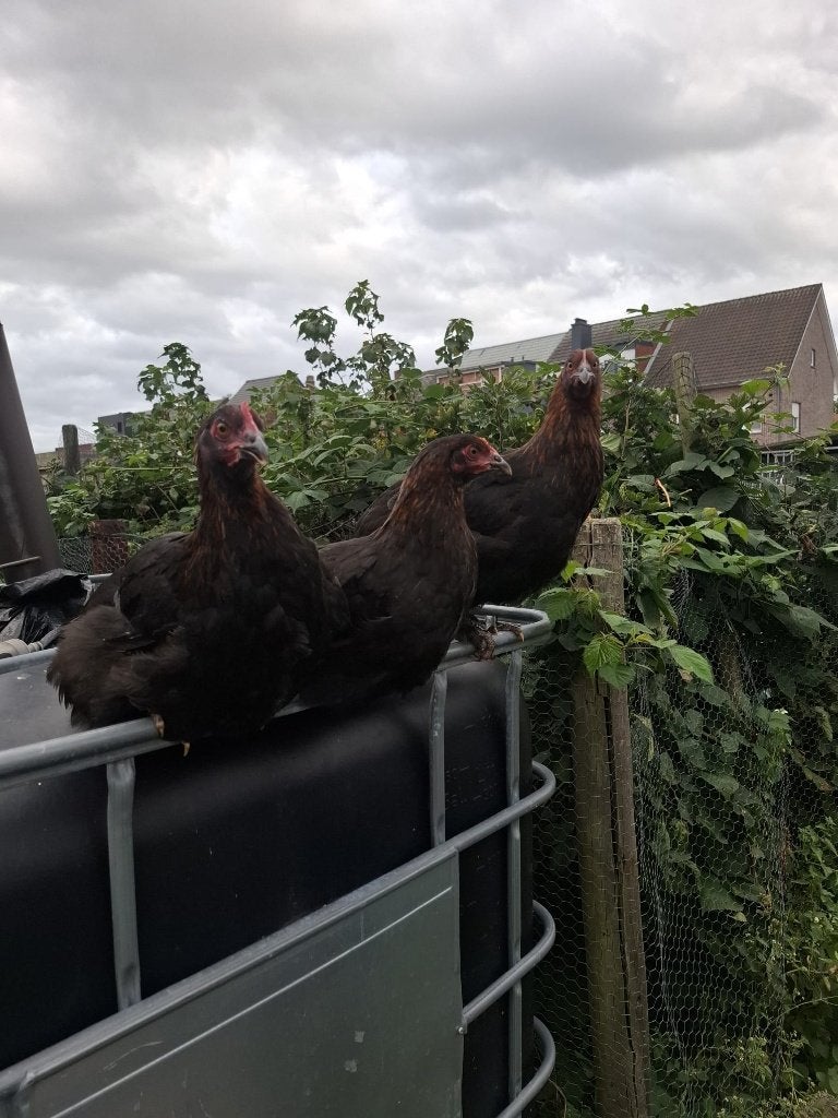 Marans toom, Dieren en Toebehoren