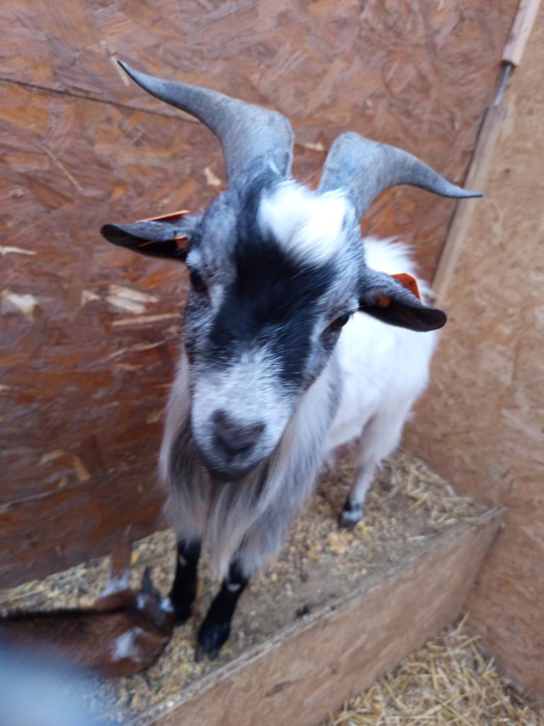 Dwergbokje, Dieren en Toebehoren, Mannelijk, Geit, 0 tot 2 jaar