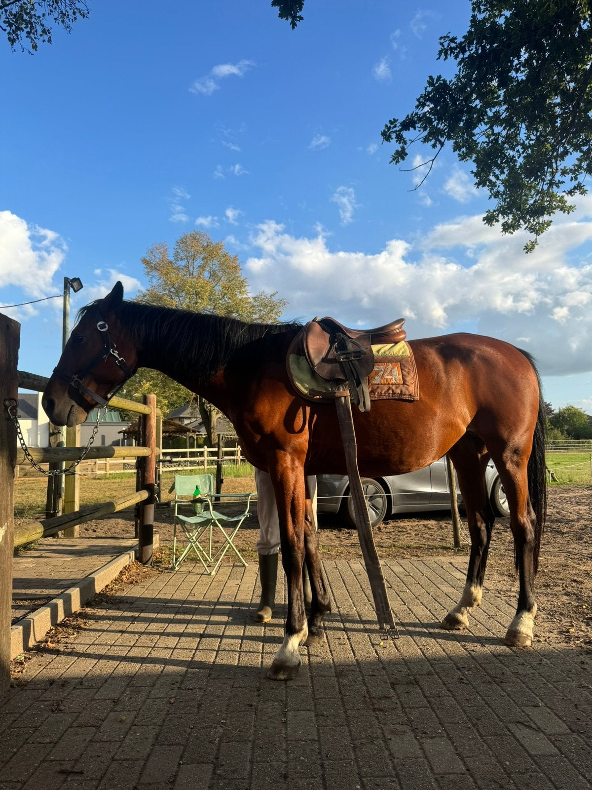 Paarden, Dieren en Toebehoren, Paarden, Merrie, M