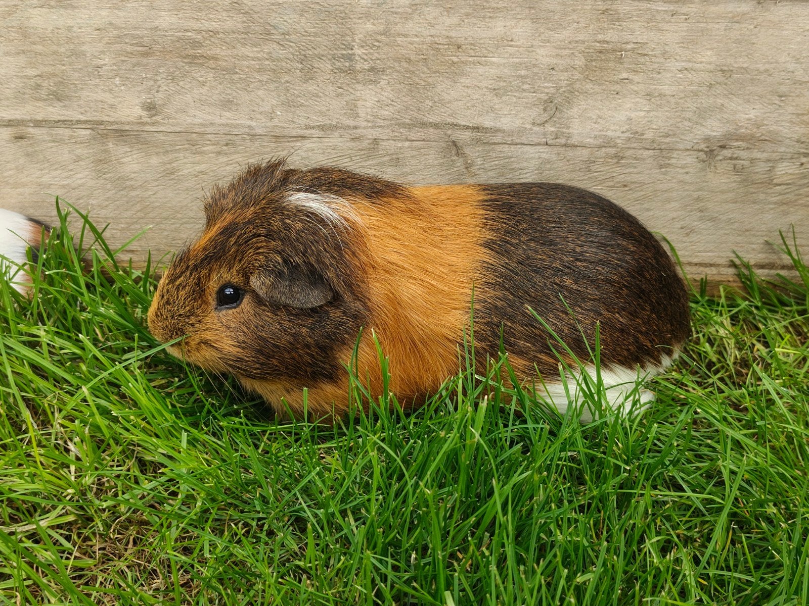 cavia, Ophalen, Gebruikt