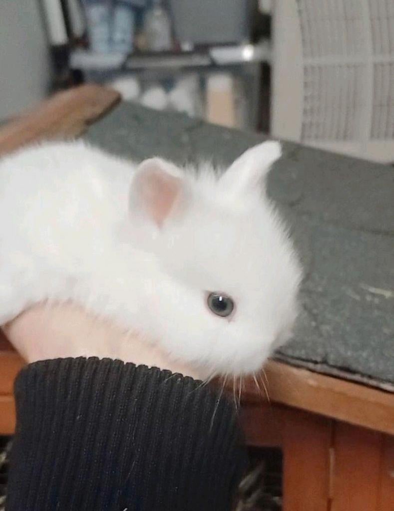 Bébé lapin nain teddy aux yeux bleus, Nain
