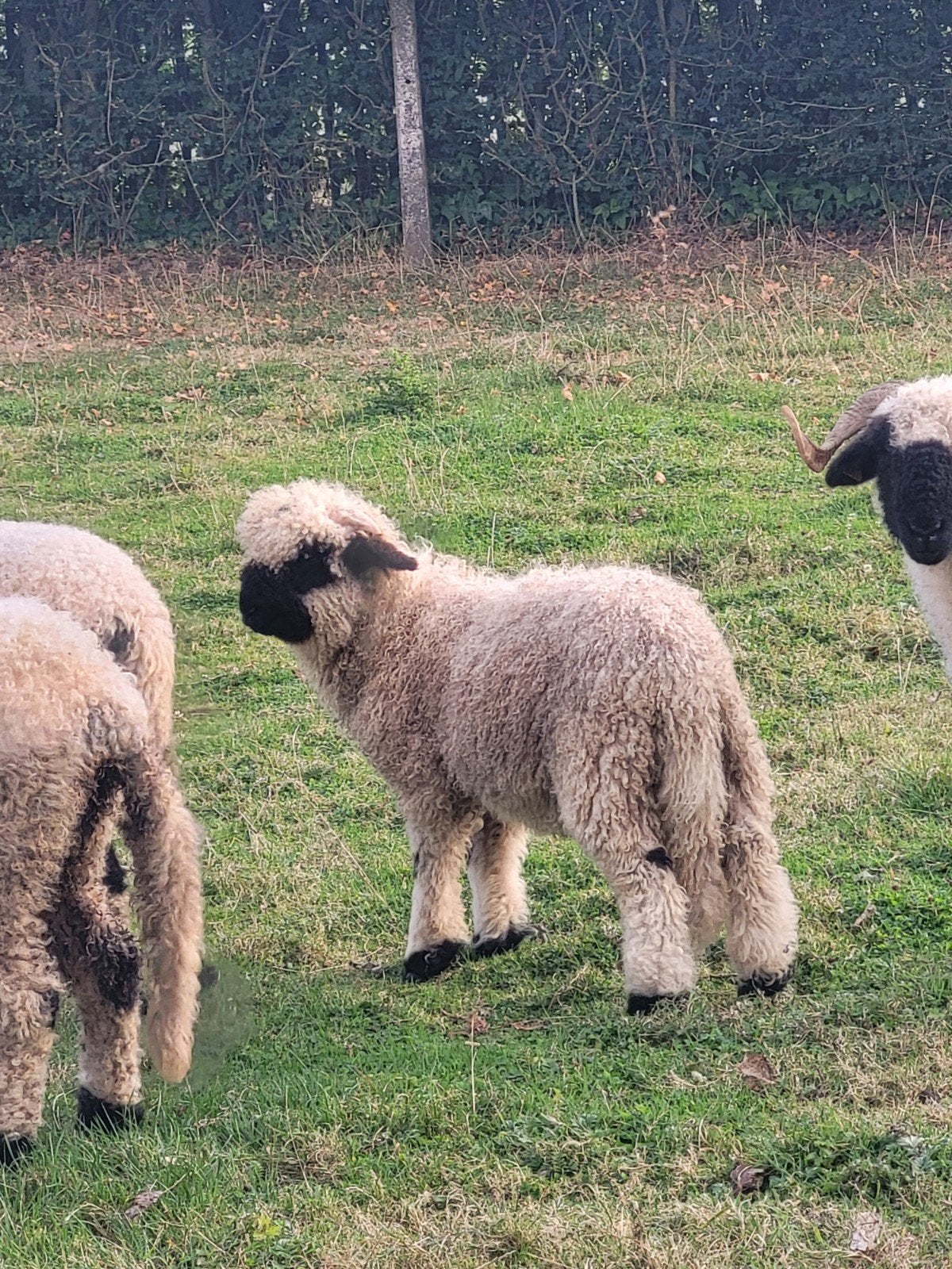 wallisher zwartneus schaap jonge bok, Dieren en Toebehoren, Schapen, Geiten en Varkens, Schaap