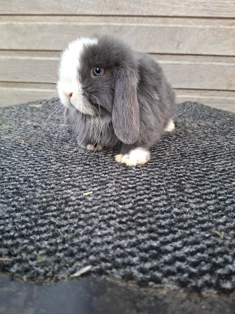 Minilop blauwbont, Dieren en Toebehoren, Konijnen, Mannelijk, Dwerg, Hangoor, 0 tot 2 jaar