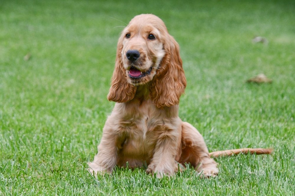 Chiots Cocker Spaniel anglais à vendre, 15 semaines à 1 an, Chien (mâle), Plusieurs, Étranger