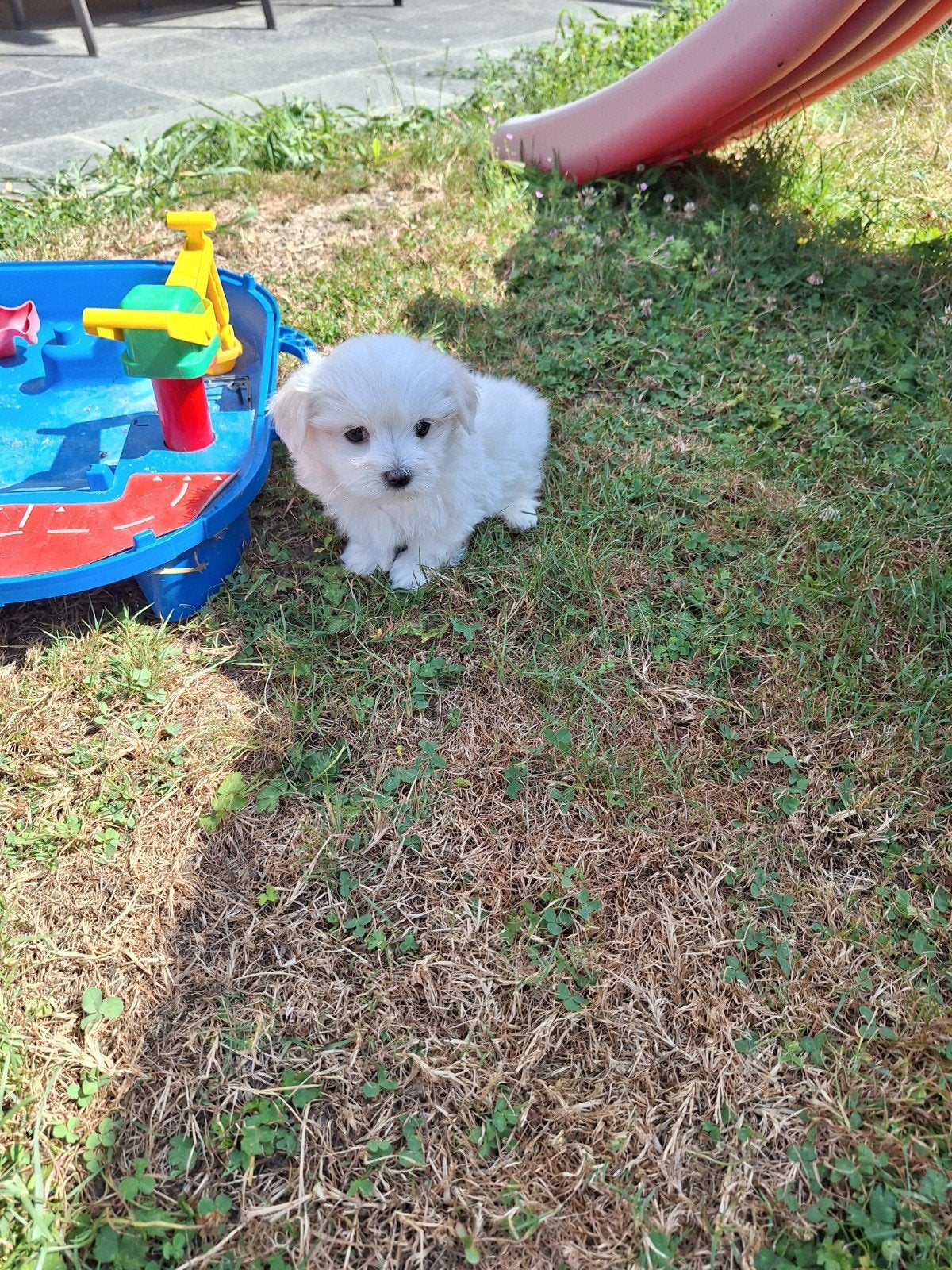Maltezer pups, Dieren en Toebehoren, Honden | Chihuahua's en Gezelschapshonden, België, Maltezer, 8 tot 15 weken, Meerdere