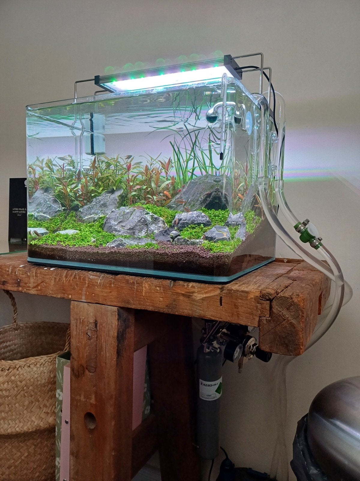 Volledige set te koop aquarium met filter en co2 set, Enlèvement, Filter, Dennerle