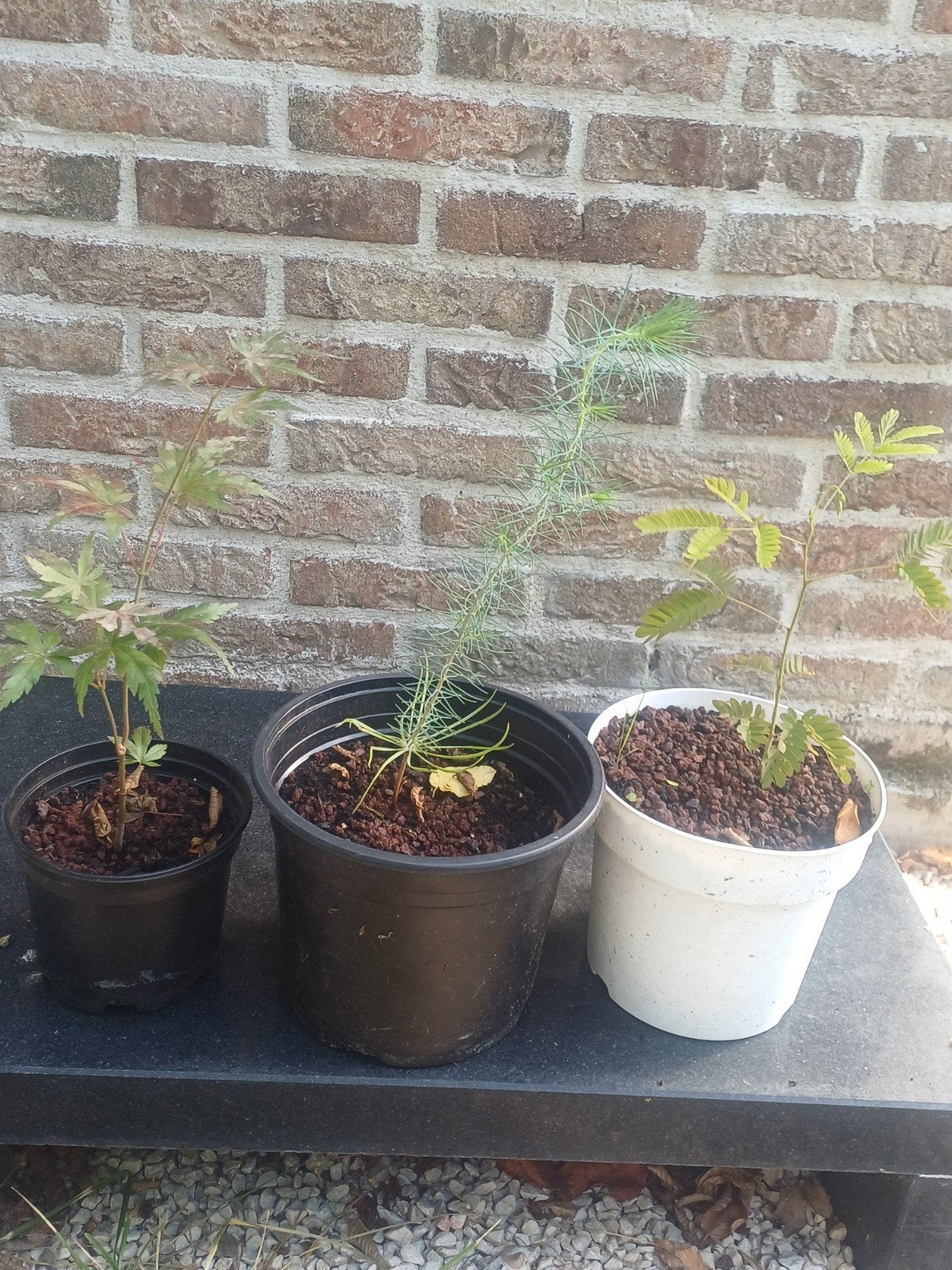 3 stuks zaailingen voor bonsai of tuin, Enlèvement