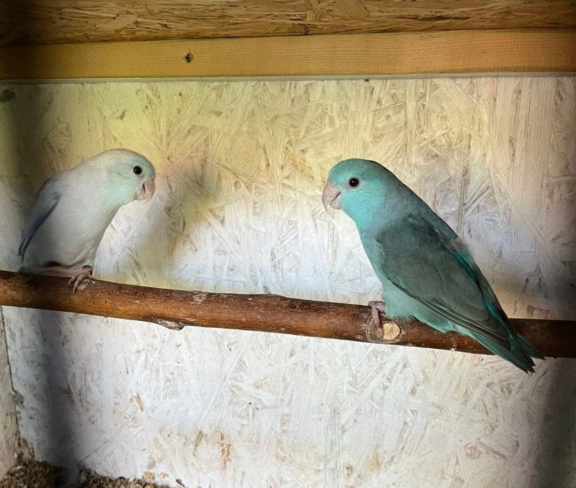 Koppel forpussen, Dieren en Toebehoren