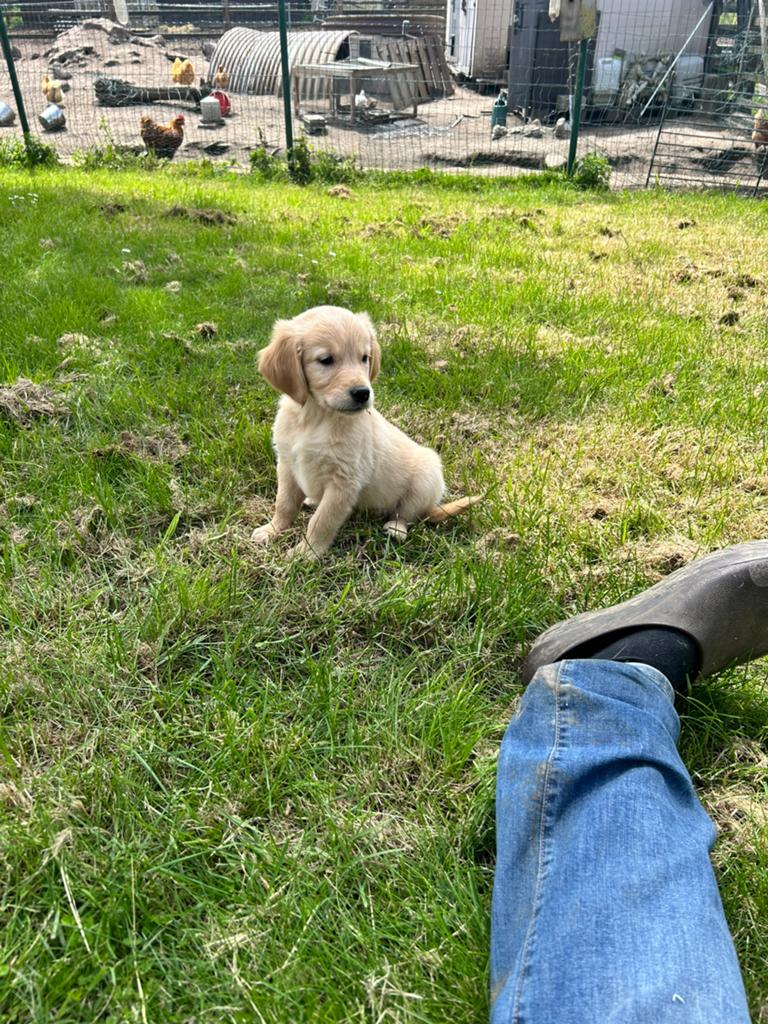 Nestje golden retrievers met stamboom, België, 8 tot 15 weken, Meerdere, Meerdere dieren