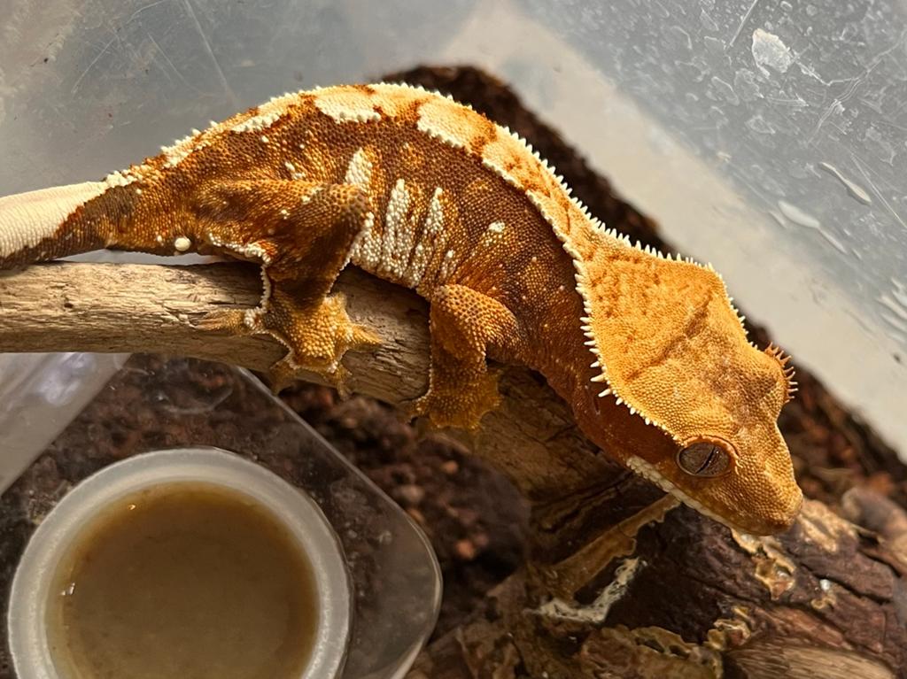 Tricolor wimpergekko, ciliatus, Animaux & Accessoires
