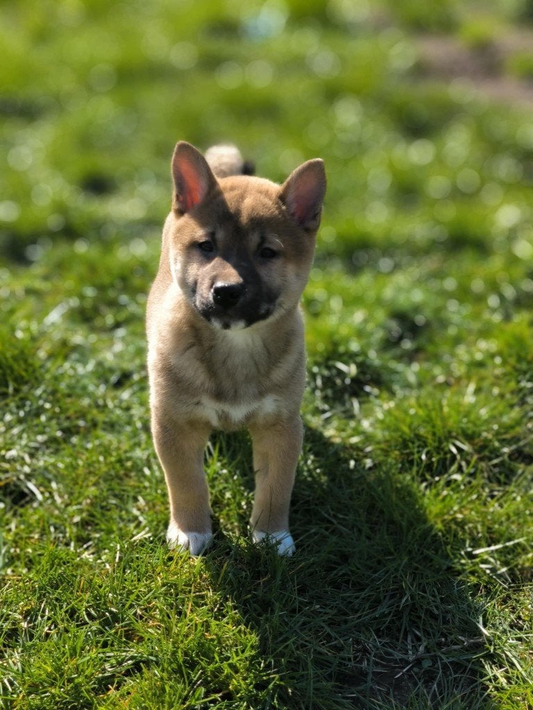Prachtige shiba inu pups, in België geboren!!, Dieren en Toebehoren, Parvo, België, Overige rassen, 8 tot 15 weken