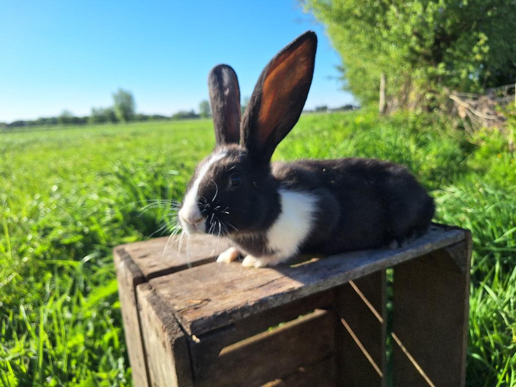 Duitse reuzen, Meerdere dieren, Groot, 0 tot 2 jaar