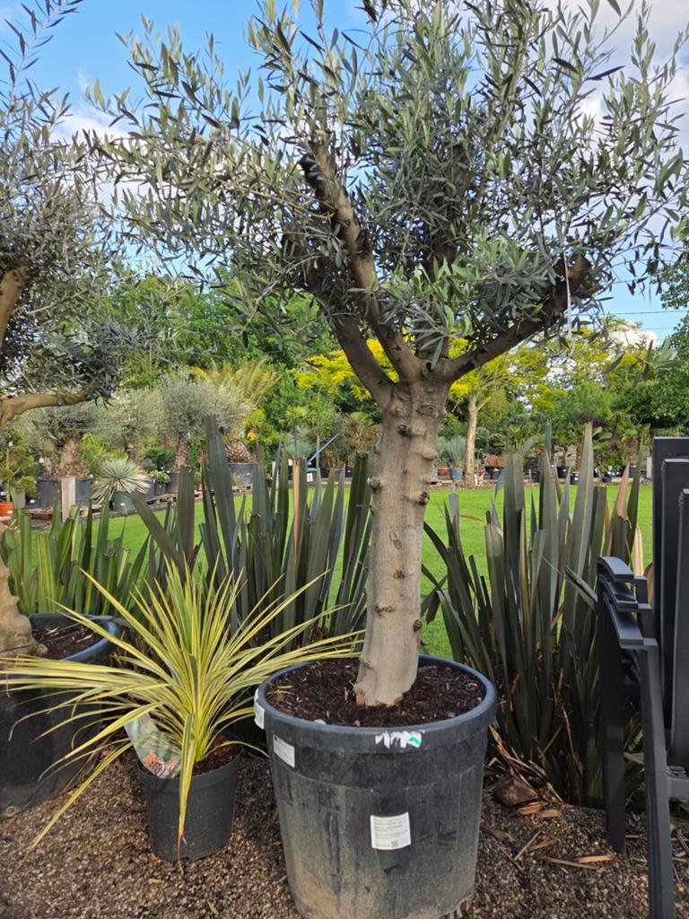 Olijfboom Olea Europaea mooi vertakt, Ophalen, Olijfboom