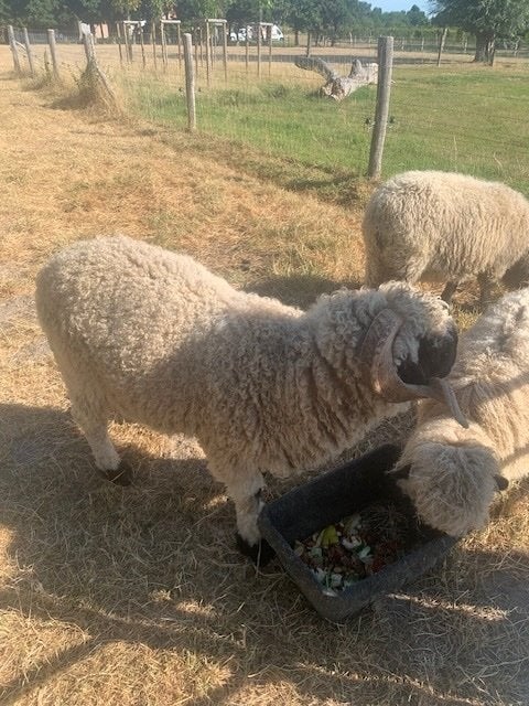 Ram Wallisser Zwartneus, Mâle, Mouton, 0 à 2 ans