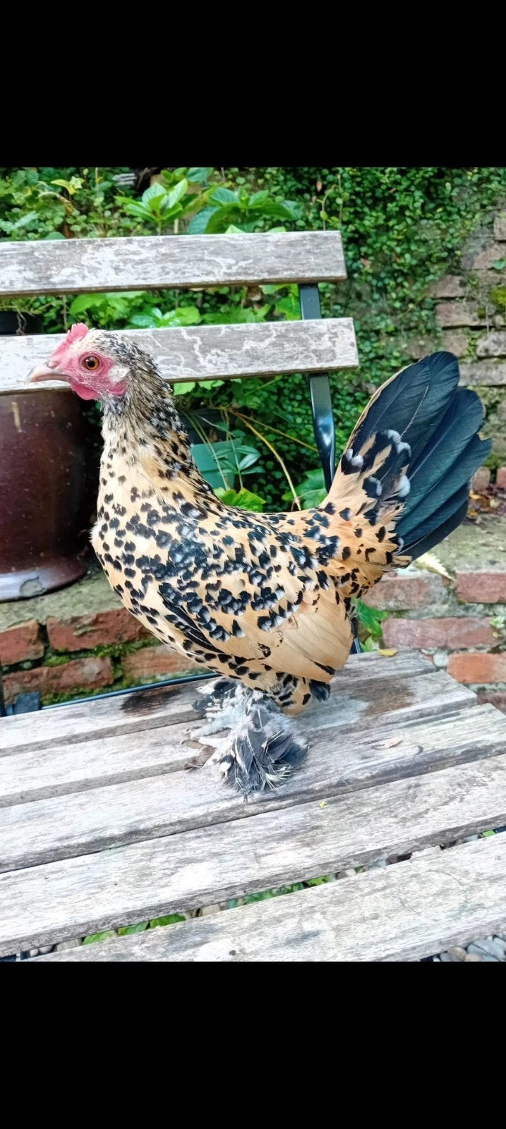 sabelpootkriel, Dieren en Toebehoren, Vrouwelijk, Kip