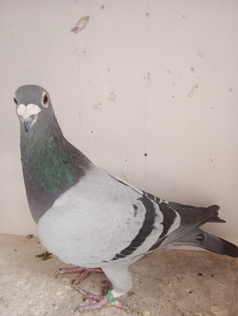 Un coq reproducteur ! ! ! 2020 ! ! !, Animaux & Accessoires, Mâle, Pigeon voyageur