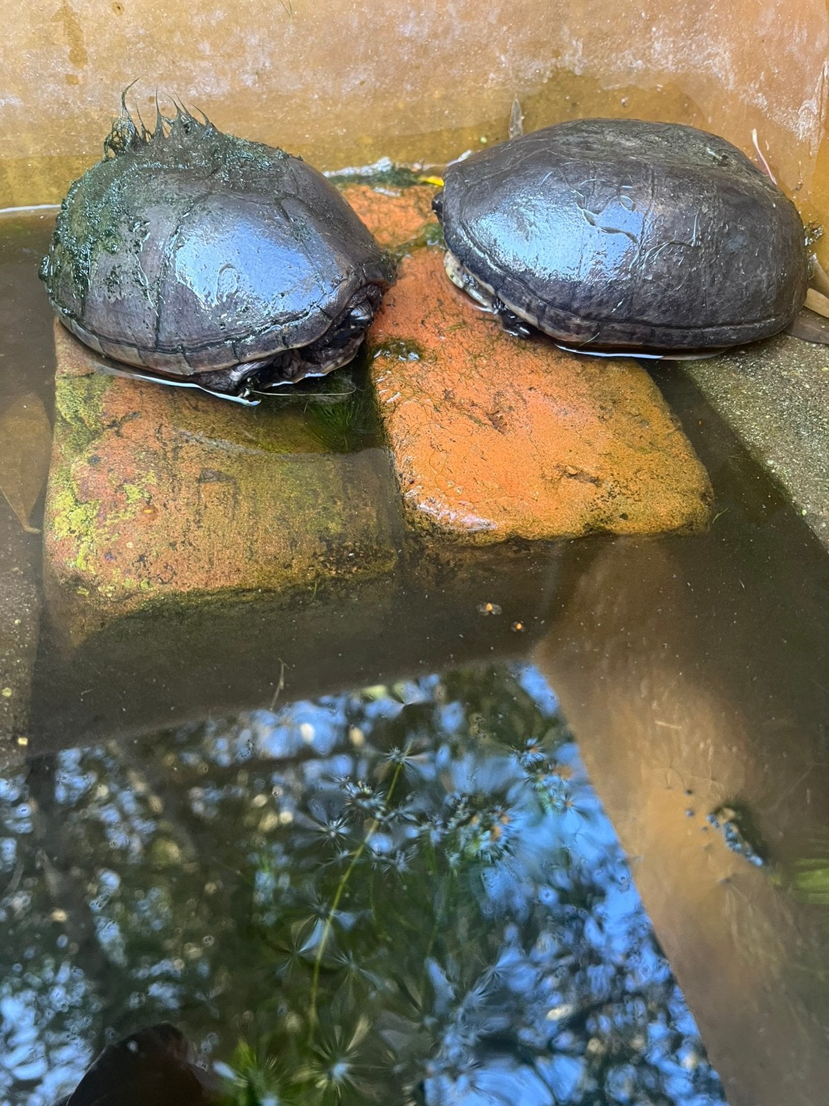 Waterschilpadjes+ aquarium, Dieren en Toebehoren, Ophalen, Zo goed als nieuw