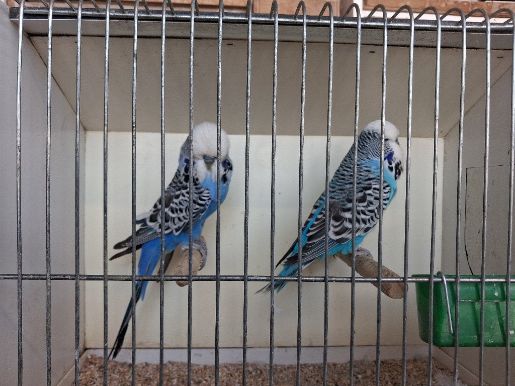 Grasparkiet man, Mâle, Perruche, Bagué
