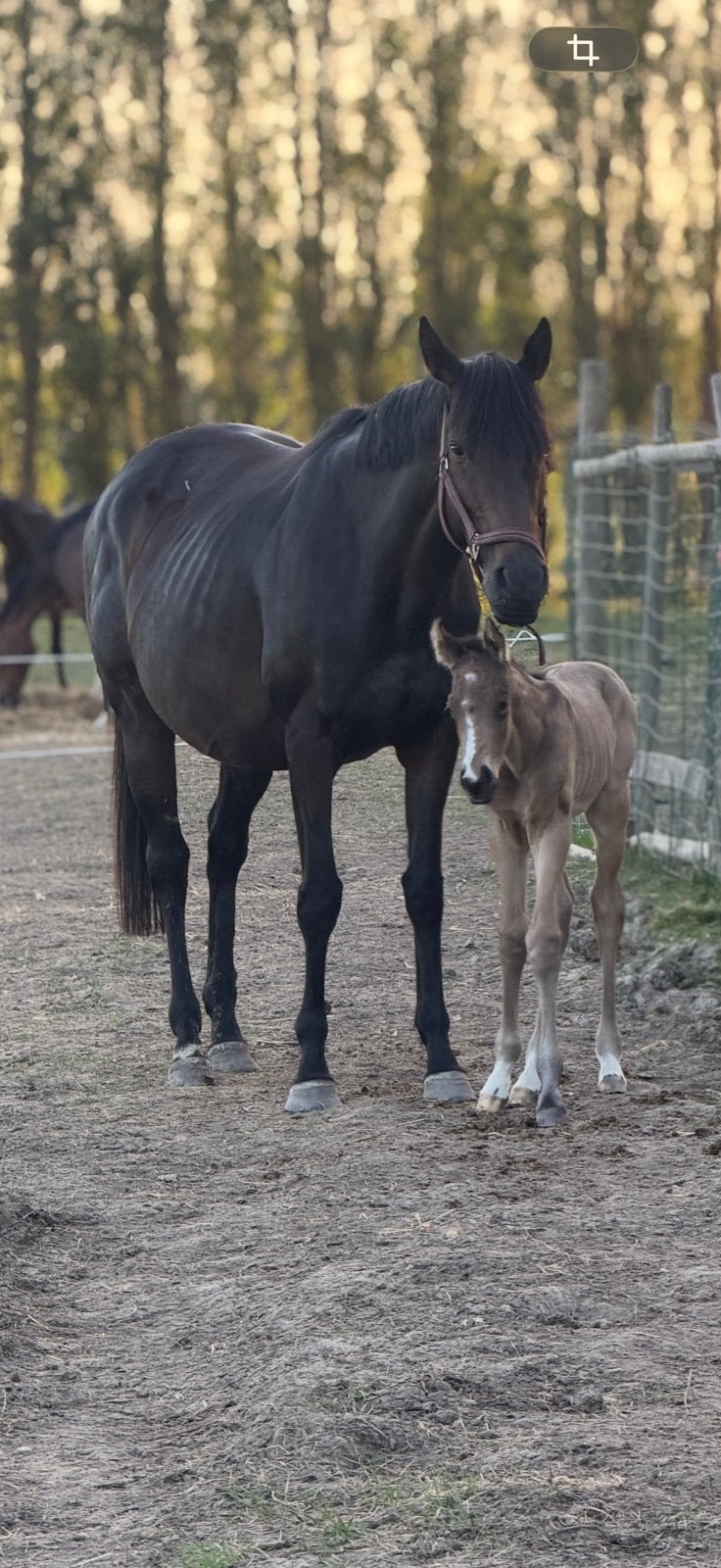 Draagmerrie/ weidemaatje – 6 jaar, Dieren en Toebehoren, Merrie