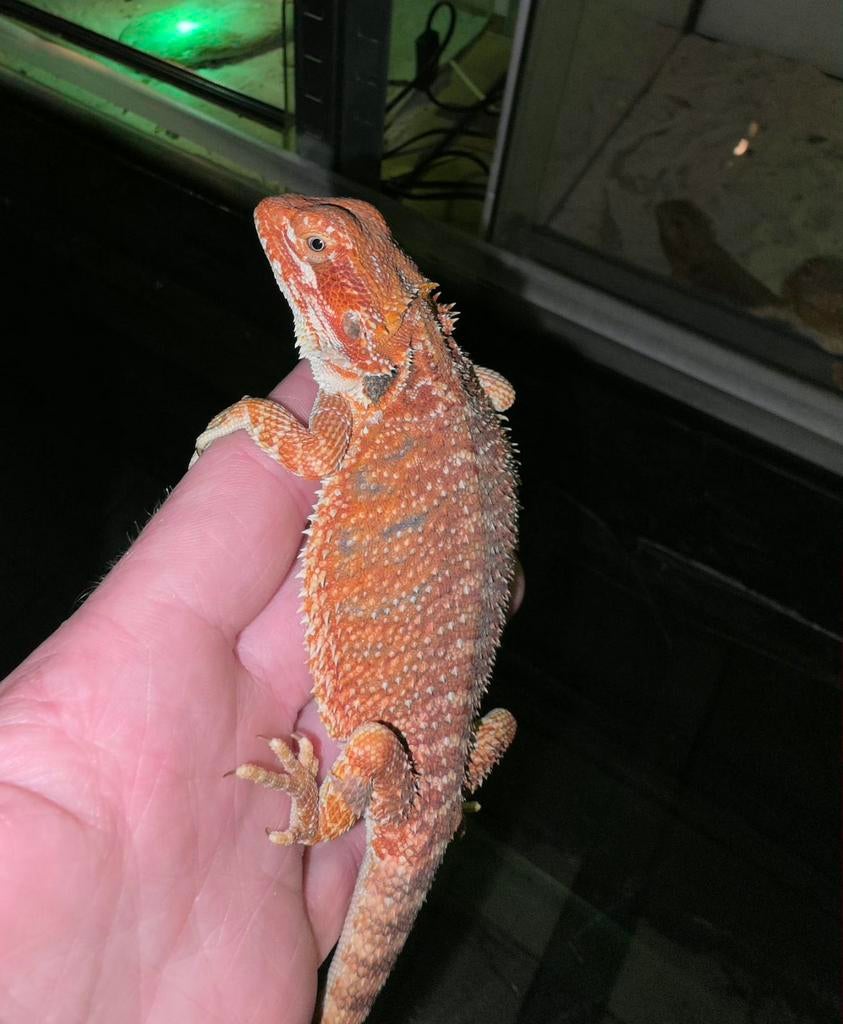 50% red monster baardagaamvrouwtje, Dieren en Toebehoren, Hagedis, Tam, 0 tot 2 jaar