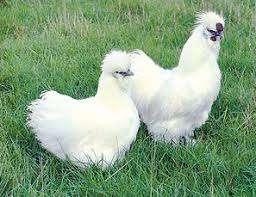 poule soie et autres races 4+1 gratuit 0499/082381, Femelle, Poule ou poulet