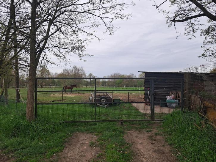 Weiland inclusief grote stal(len) te koop Eindhout-Laakdal