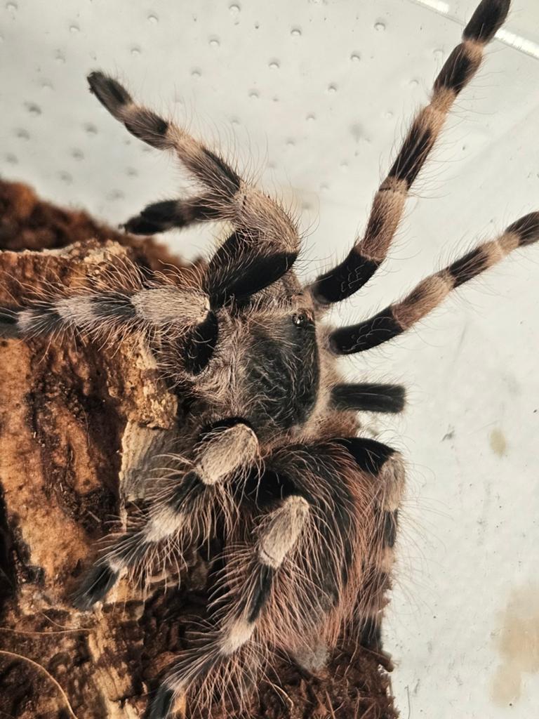 Vrouw Nhandu coloratovillosus, Dieren en Toebehoren, Insecten en Spinnen