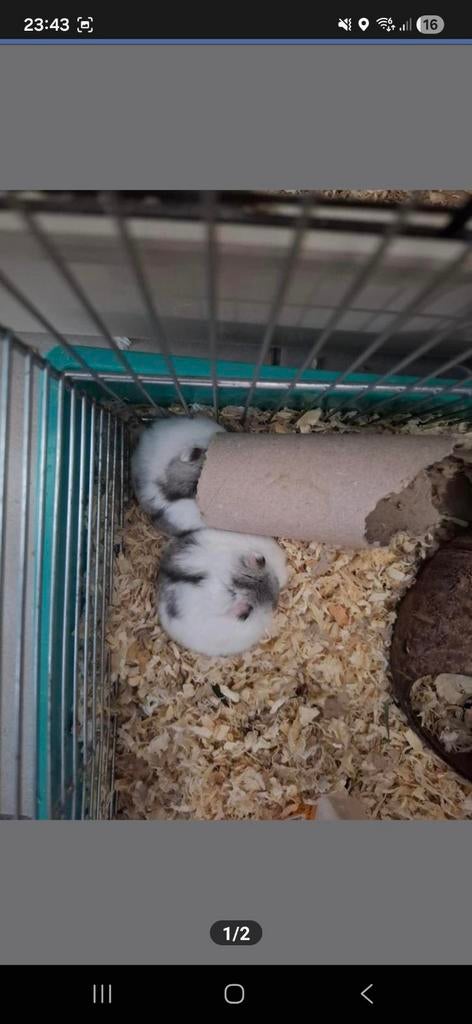 13 babyhamsters, met 2 kooien, Dieren en Toebehoren, Hamster, April, Meerdere dieren, Tam