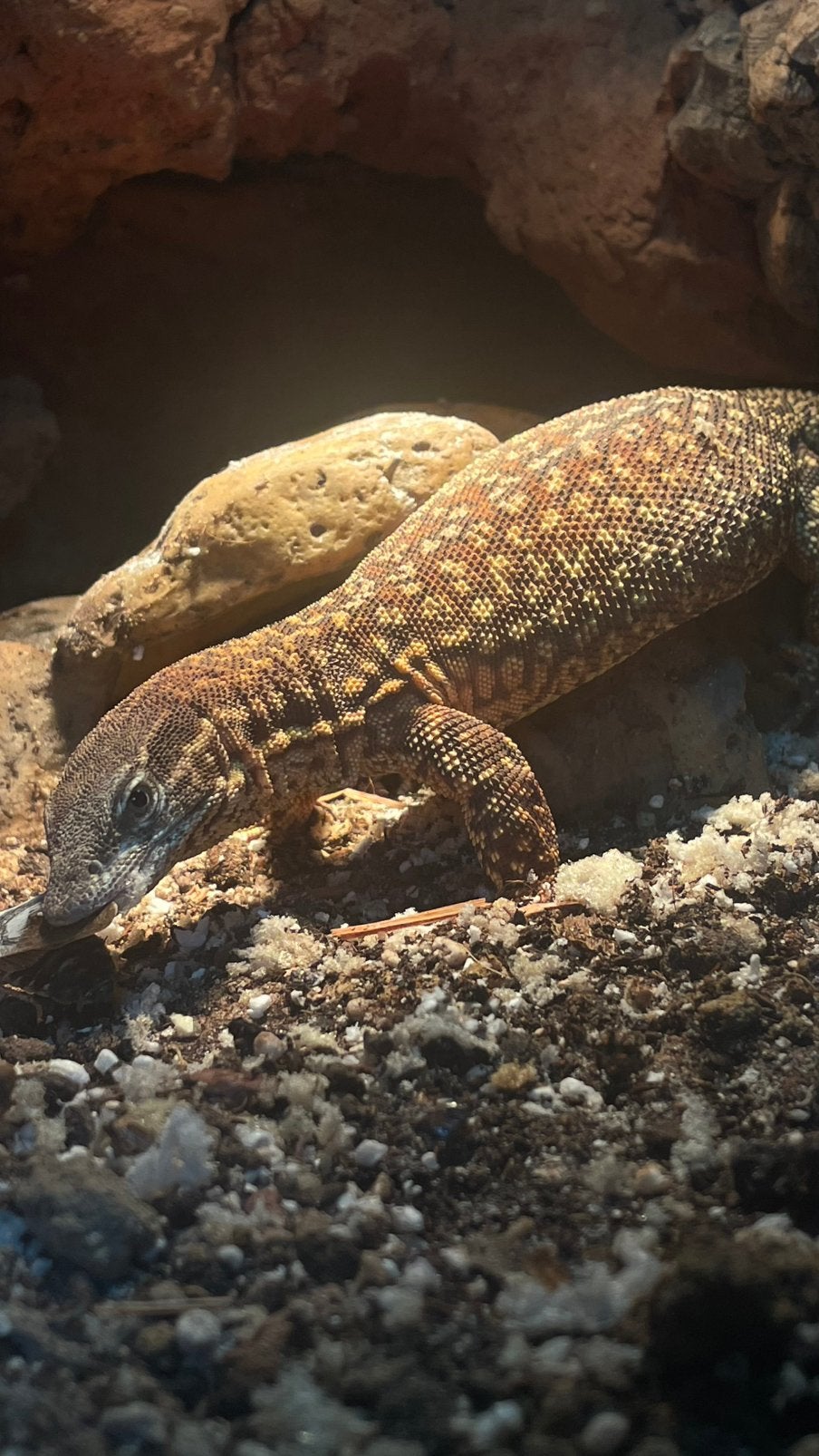 Varanus acunthurus, Dieren en Toebehoren, Met terrarium