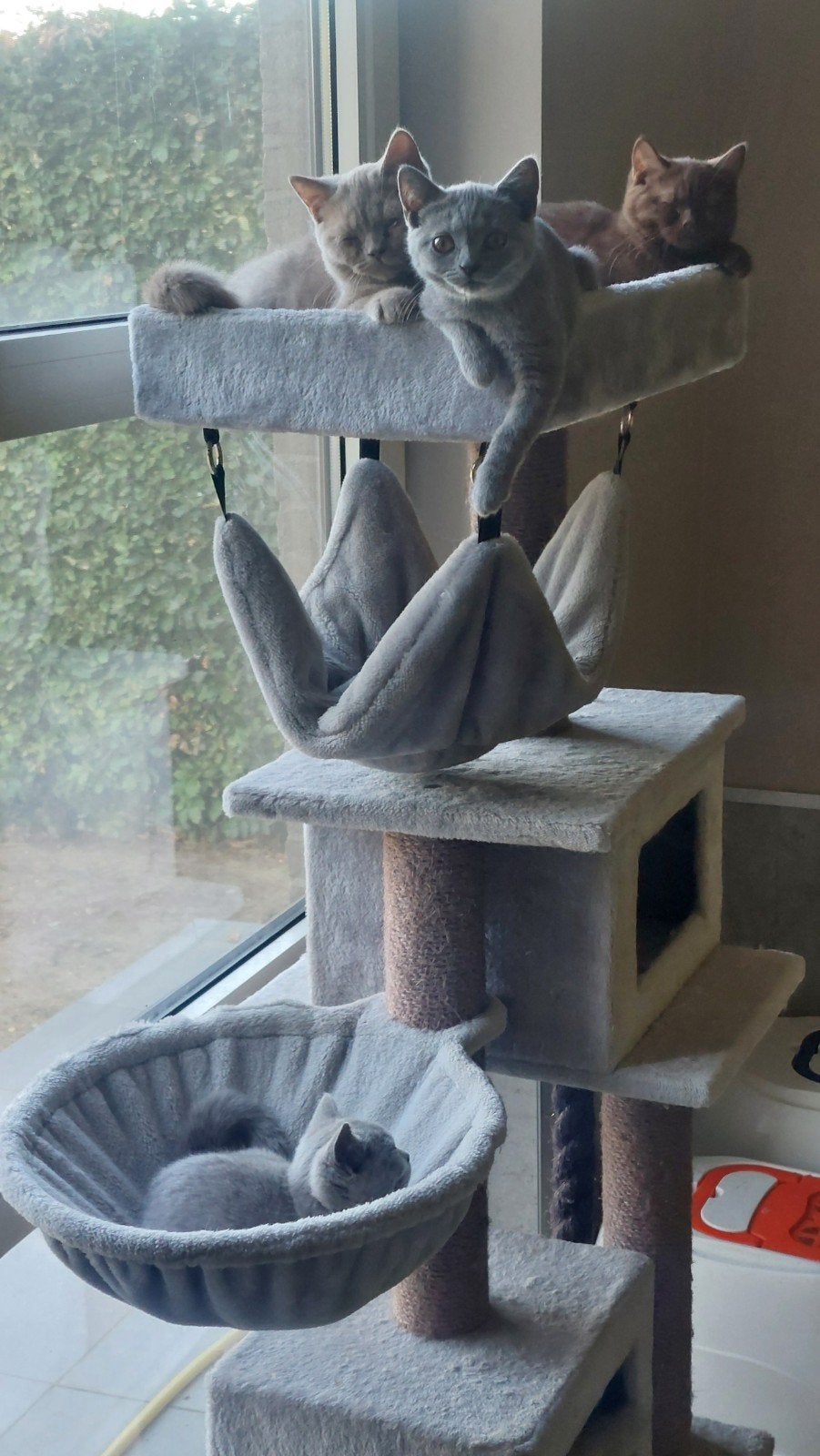 BRITSE KORTHAAR KITTENS MET STAMBOOM, Dieren en Toebehoren, Met stamboom, 0 tot 2 jaar