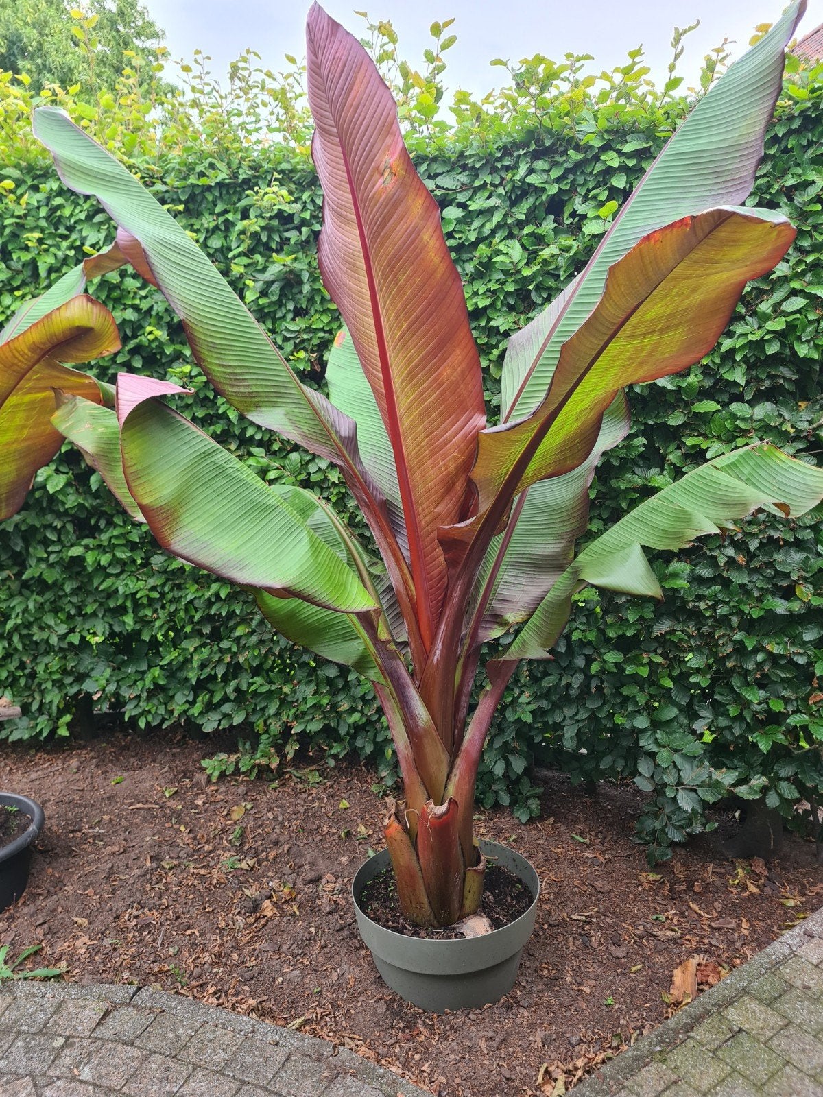 Rode bananenplanten, Ophalen
