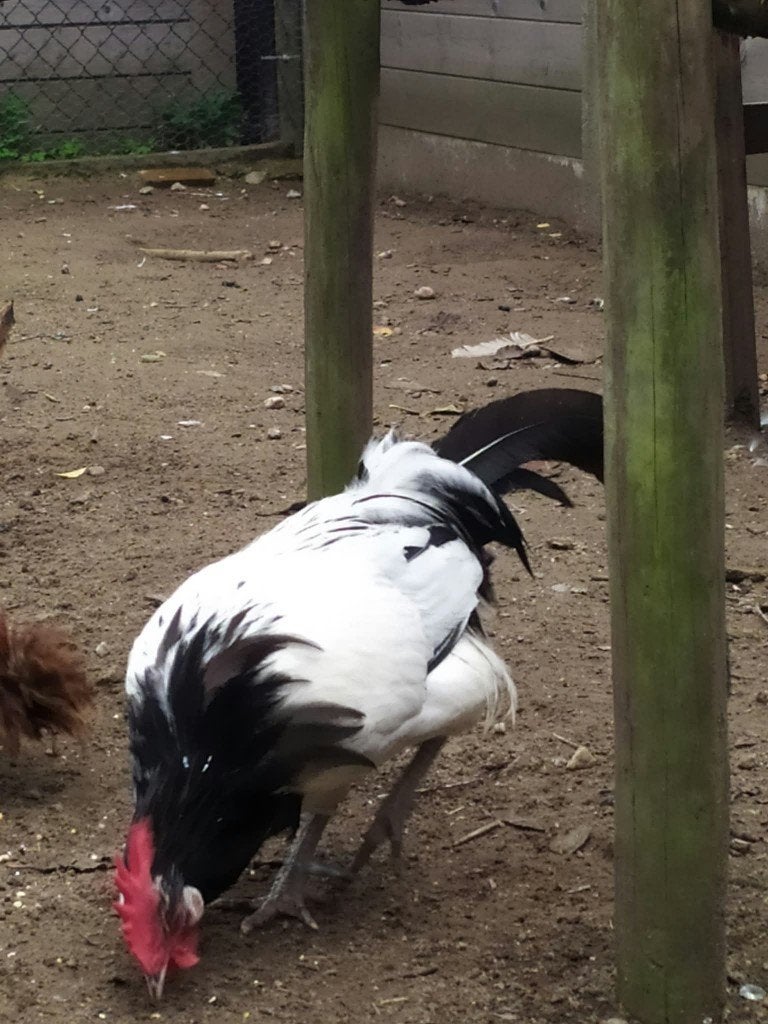 vorwerk en lakenvelder haan, Animaux & Accessoires, Mâle, Poule ou poulet