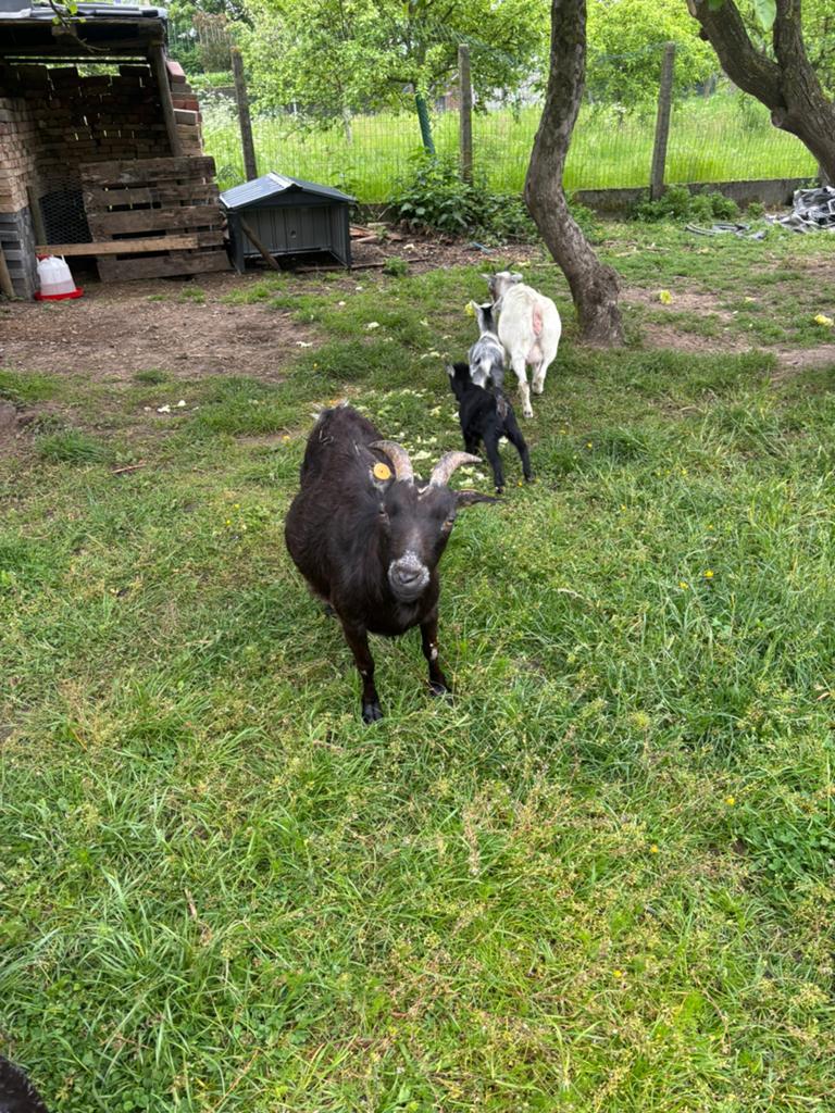 Dwerggeiten miekes, Dieren en Toebehoren, Schapen, Geiten en Varkens, Geit, Vrouwelijk, 0 tot 2 jaar
