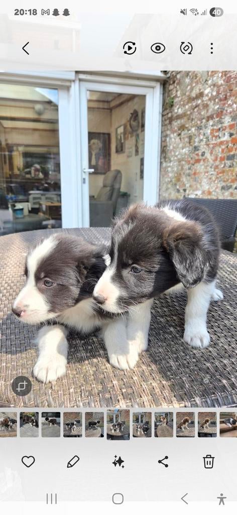 Border collie pups, Dieren en Toebehoren, België, Fokker | Hobbymatig, 8 tot 15 weken, Collie