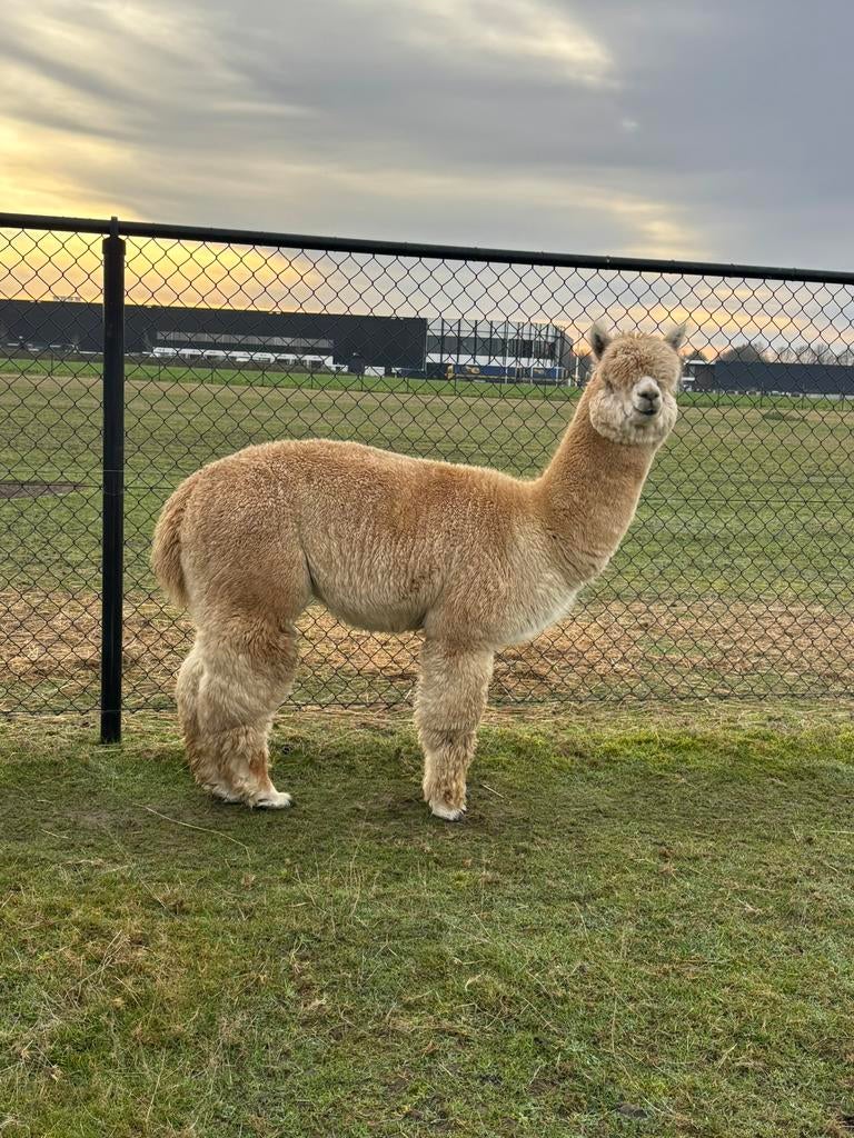 Prachtige stamboom alpaca hengst te koop!, Dieren en Toebehoren, April, Mannelijk