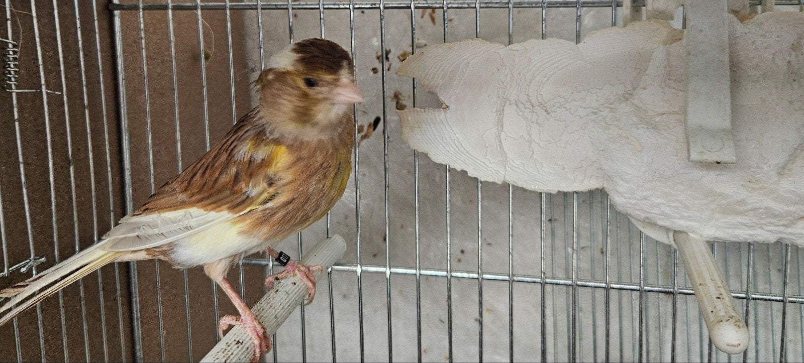 canaris panaché brun femelle 2025 vacciné, vermifuger, Animaux & Accessoires, Oiseaux | Canaris, Femelle, Canari de couleur