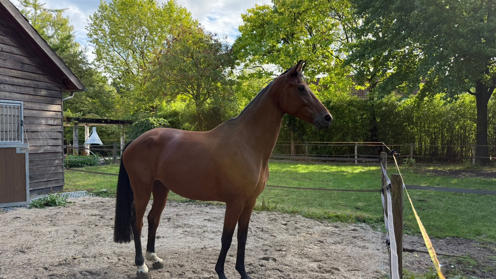 12 jarige kwpn merrie ongeveer 170cm, Dieren en Toebehoren, Merrie, Met stamboom, Dressuurpaard, Zadelmak