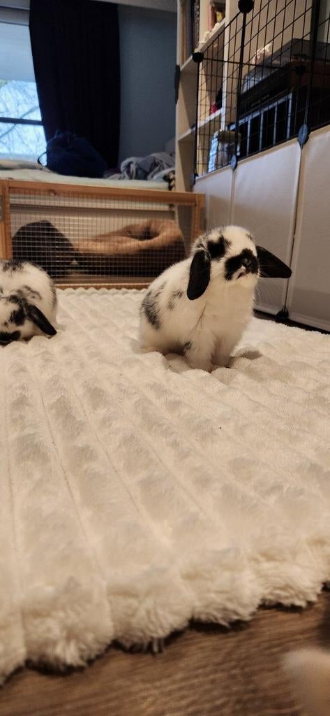 Prachtige NHD (Nederlandse Hangoor Dwerg) konijnen, Dieren en Toebehoren, Dwerg, Hangoor