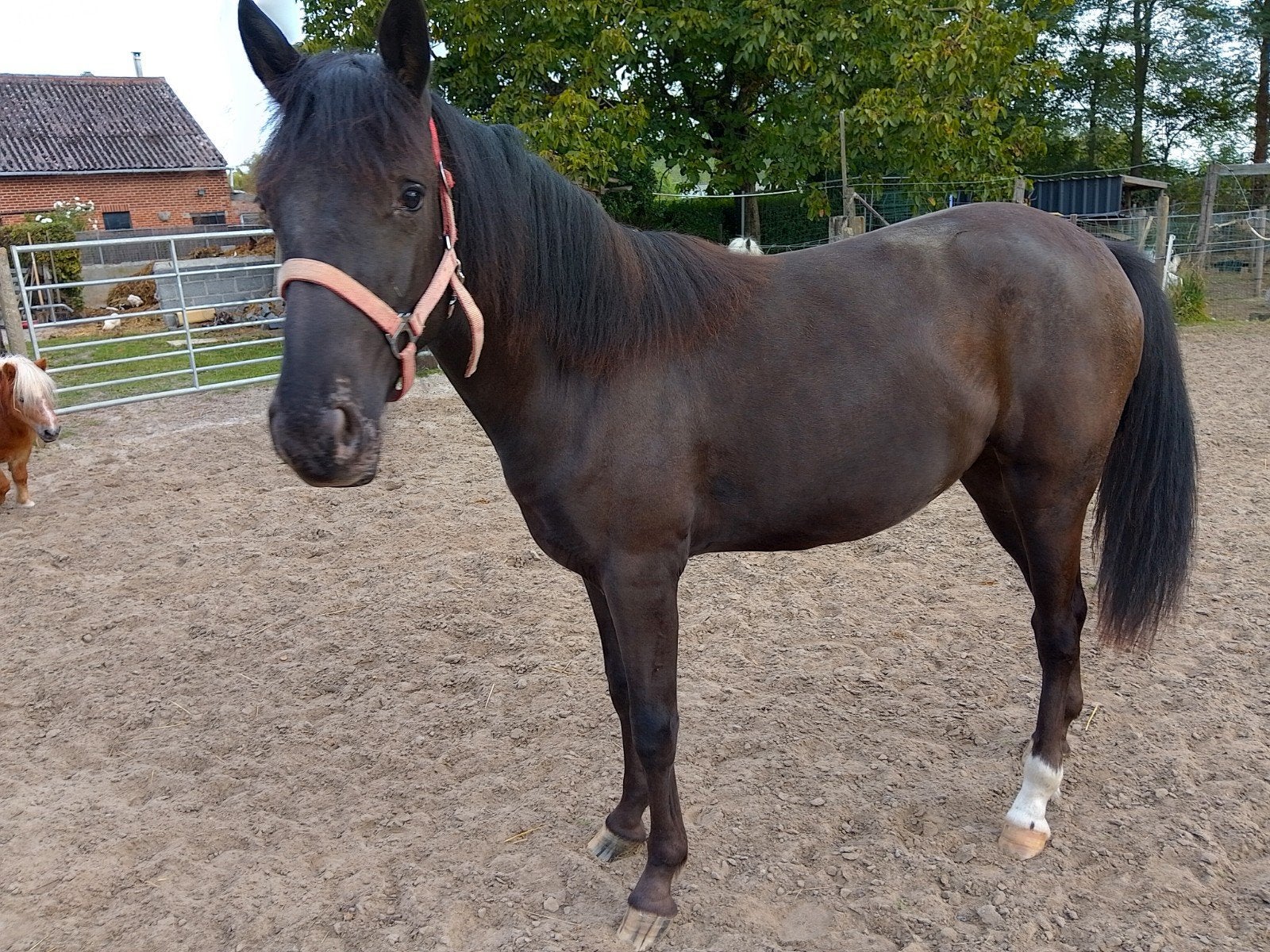 brave merrie, Dieren en Toebehoren